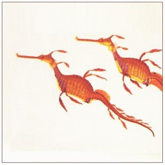 Limited Taste - Dance Of The Weedy Sea Dragon