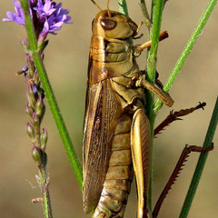 The Grasshopper