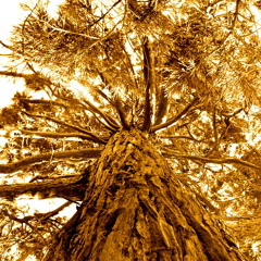 Judgment Day Unplugged*