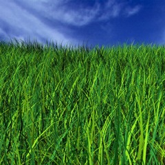 09 green grass