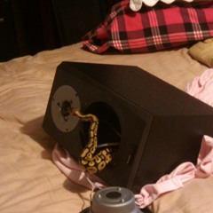 Paddys In My Speaker