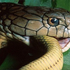 Nice Nate - Queen Cobra