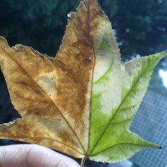 A Beautiful Mess - Jason Mraz Cover