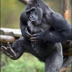 Defunct - Gorilla Bounce