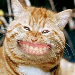 Cat smile- stones throw beat battle 202