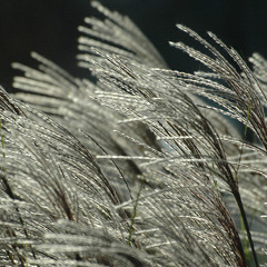 The Breeze/My Baby Cries