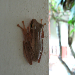 Frogs of Ranong