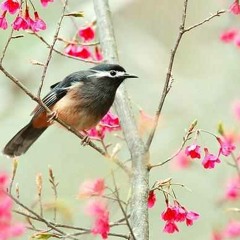 Birdy Earns - Misunderstanding all you see (RAPIDE Remix)