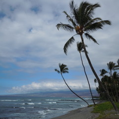 The Beautiful Trees