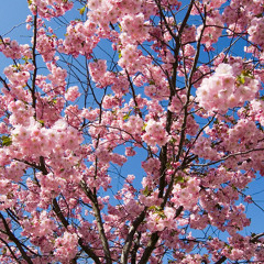 Hedonix - Sakura