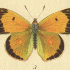 Borboleta Amarelinha | Isaar França