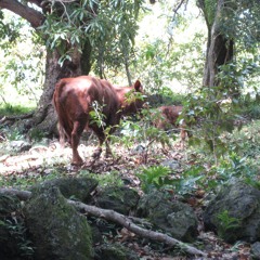 Cattle in the Woods