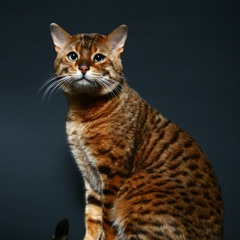 Suppozitorium granifujnikoi?