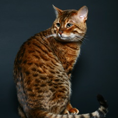 Darkness Lobotomy Insurrection