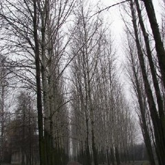 Plant43 - Bristle White Trees - Moon Wiring Club remix