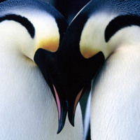 PREVIEW Avicii - Penguin (Original Mix)
