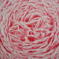 The Damask Rose (Rosa Damascena 2)