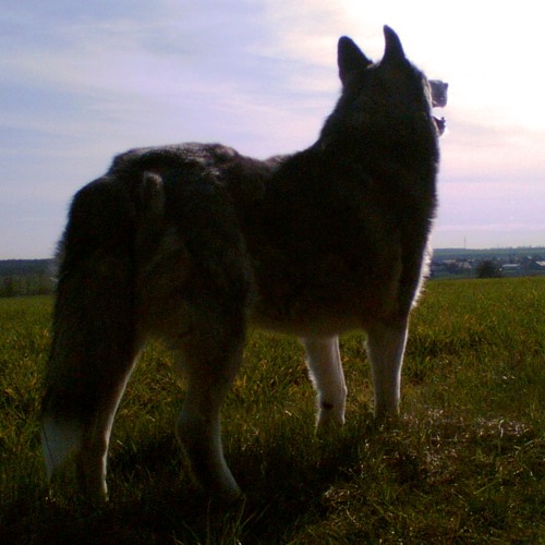 Wongar&Brain - Relaxorama