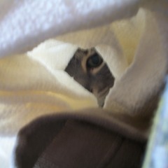 Nosso Nectar (A. Barragan / G. Ropero)