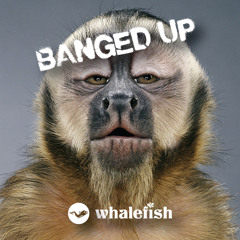 whalefish - banged up