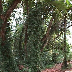 Fresh Tendrils (Forest plants)