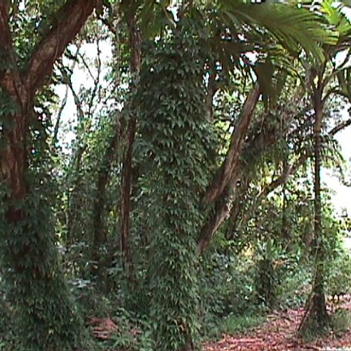 Fresh Tendrils (Forest plants)
