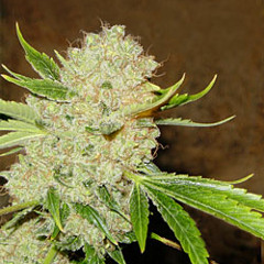 weed n white russian