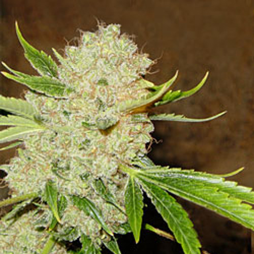 weed n white russian