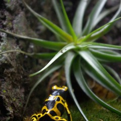 giana - web of nature