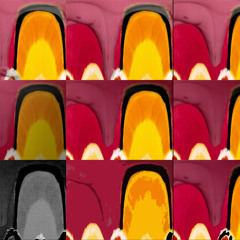 seagoat - curled in a fragile state