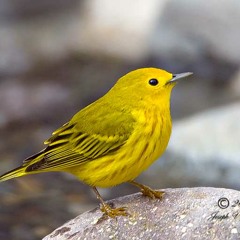 Beachcomber Trio Yellow Bird (full version)