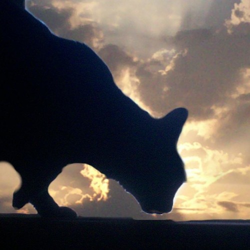 The Unseen Companion