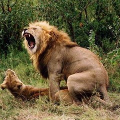 9 Dawg feat. Sweet Peezy & Future Green