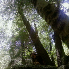 Purple Panda Project - Antoinette