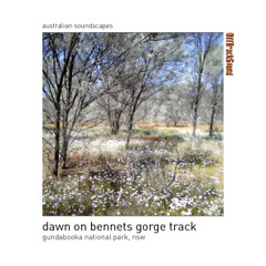 Dawn on Bennets Gorge Track