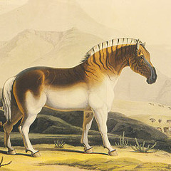 FENRIS - Iron Quagga