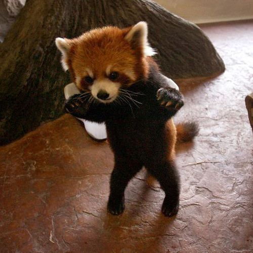 Stream Danger Baby Red Panda 28656 12 By Mikah El Listen Online For Free On Soundcloud