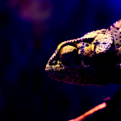 Chameleon - Live Version