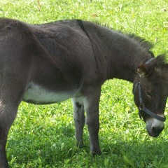 octatrack test HEXUS. T live