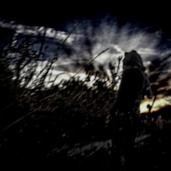 little garden river (laura veirs & driphouse)