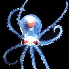 Alien Octopus - Shortbeard vs DJ ARC - 5 Day Stubble Mix