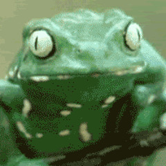 Doctor Frog--- dusty froghands deluxe