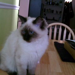 LaMafia beat 4 (as heard on the Chimaira Resurrection DVD)