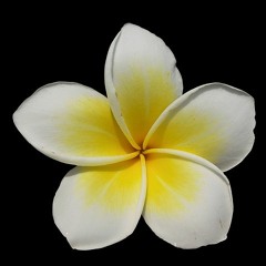 D.Aroma-Aroma Therapy:Jasmine