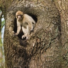 Monkey In The Tree (Toughest Place To Be)