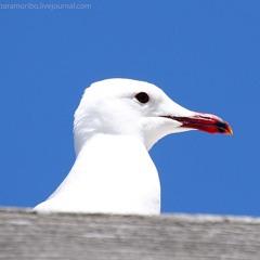 Northern Seagull - Your Destiny(cut)