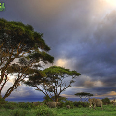 Across The Savannah (Safari 8)