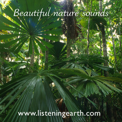Rainforest sounds near Mission Beach, Queensland