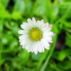 Gänseblümchenweg- Marcel Lenk