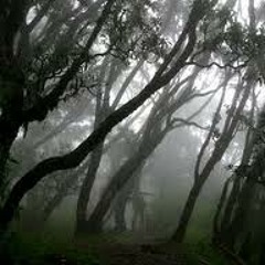 Rainforest